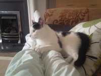 [PokeCommunity.com] Pictures of your Pets!