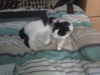 [PokeCommunity.com] Pictures of your Pets!
