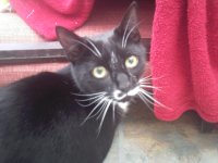 [PokeCommunity.com] Pictures of your Pets!