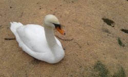 [PokeCommunity.com] "Pokémon" YOU'VE Seen IRL!