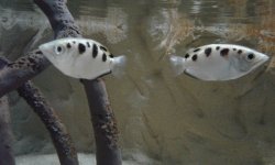 [PokeCommunity.com] "Pokémon" YOU'VE Seen IRL!