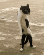 [PokeCommunity.com] Reply with a GIF