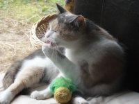 [PokeCommunity.com] If you open this thread, you must post