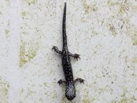 northern_slimy_salamander.jpg