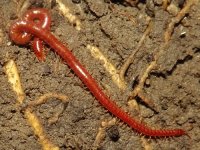soil_centipede.jpg