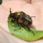 bumblebee_scarab_beetle.jpg