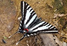 zebra_swallowtail.jpg