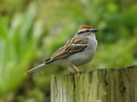 chipping_sparrow.jpg