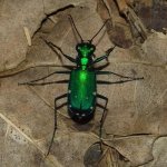 sixspotted_tiger_beetle.jpg