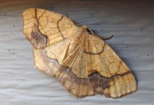 horned_spanworm_moth.jpg