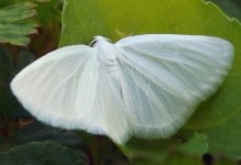 white_spring_moth.jpg