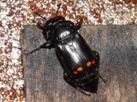 pustulated_carrion_beetle.jpg