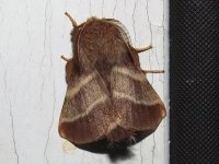 eastern_tent_caterpillar_moth.jpg