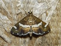 hawaiian_beet_webworm_moth.jpg