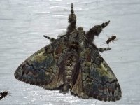 southern_tussock_moth.jpg