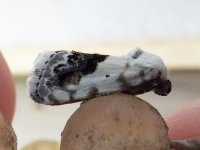 small_bird_dropping_moth.jpg