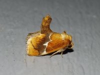 yellowshouldered_slug_moth.jpg