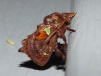spiny_oakslug_moth.jpg
