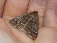 common_oak_moth.jpg