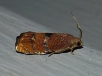 filbertworm_moth.jpg