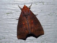hibiscus_leaf_caterpillar_moth.jpg