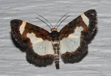 common_spring_moth.jpg
