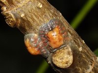 tuliptree_scale_insect.jpg