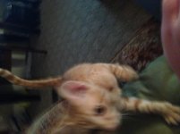[PokeCommunity.com] Post pics of your pets