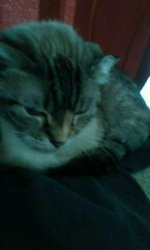 [PokeCommunity.com] cat fanatics