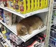Cat Shelf.png
