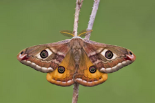 [PokeCommunity.com] Moths or Butterflies?