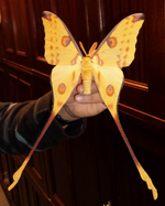 [PokeCommunity.com] Moths or Butterflies?