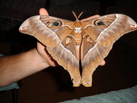 [PokeCommunity.com] Moths or Butterflies?
