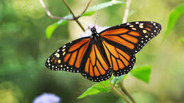 [PokeCommunity.com] Moths or Butterflies?