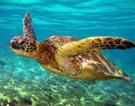[PokeCommunity.com] Tug o' War 11 - Space (+1) vs Ocean (-1)