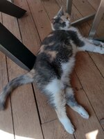 [PokeCommunity.com] Pet Picture Thread