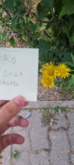 20240720_191346.jpg