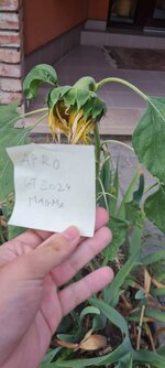 20240720_191330.jpg