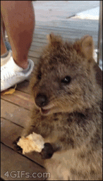 [PokeCommunity.com] Quokka Appreciation Thread