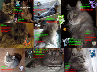 [PokeCommunity.com] The Pet Pavillion