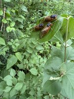 [PokeCommunity.com] 🌳 Paradise: The Nature Club