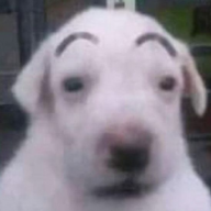 daav