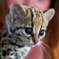 LittleLeopard