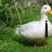 Ducking