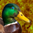 GlowingDuck