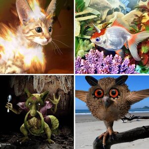 Pokemon in real life