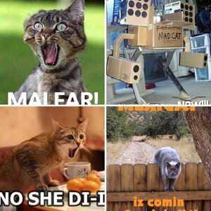 Cats r Funny