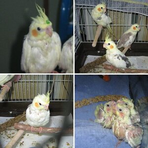 Spike Cockatiel