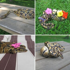 Ball Pythons & Animals