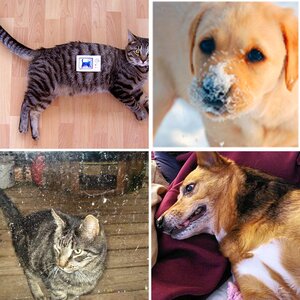 my pets